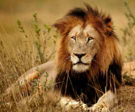 kruger-national-park-south-africa-lions.jpg.1340x0_default